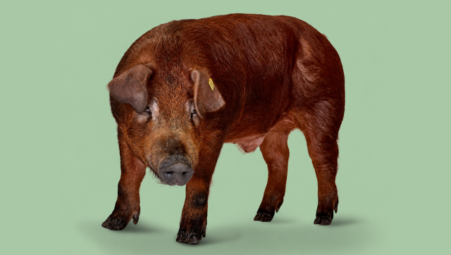 Babi unggul DanBred Duroc