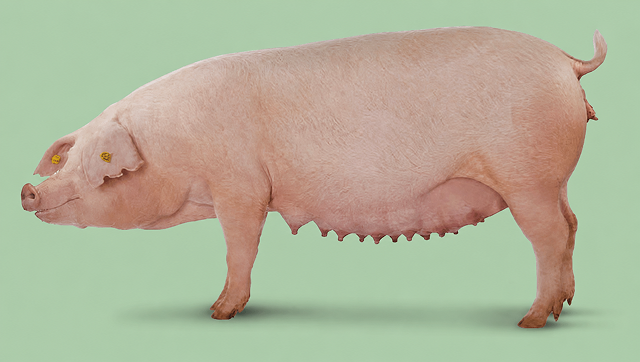 Babi unggul DanBred Landrace