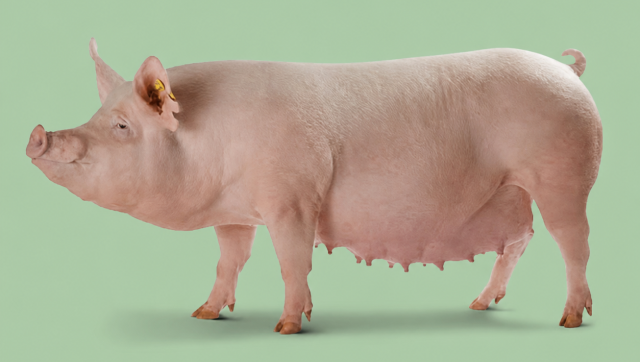 Babi unggul DanBred Yorkshire