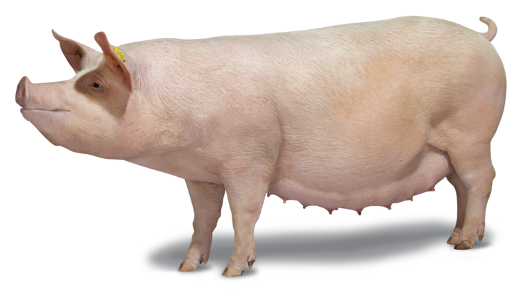 Indukan F1 Hybrid SOW